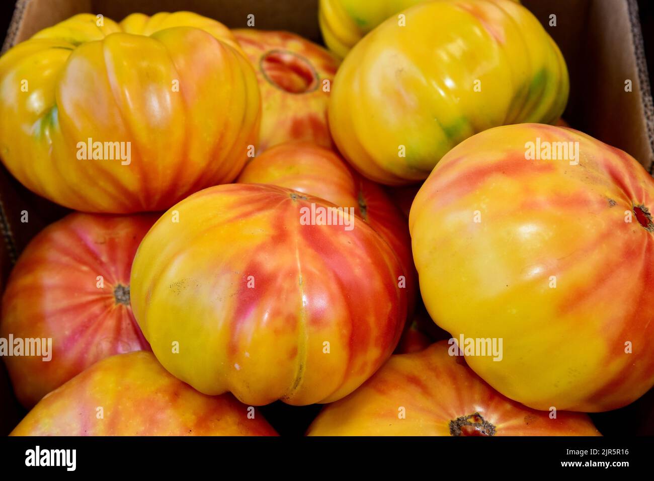 Eine Nahaufnahme von Heirloom Tomato 'Mr. Stripey', Beefsteak-Tomaten, Lycopersicon lycopersicum. Stockfoto