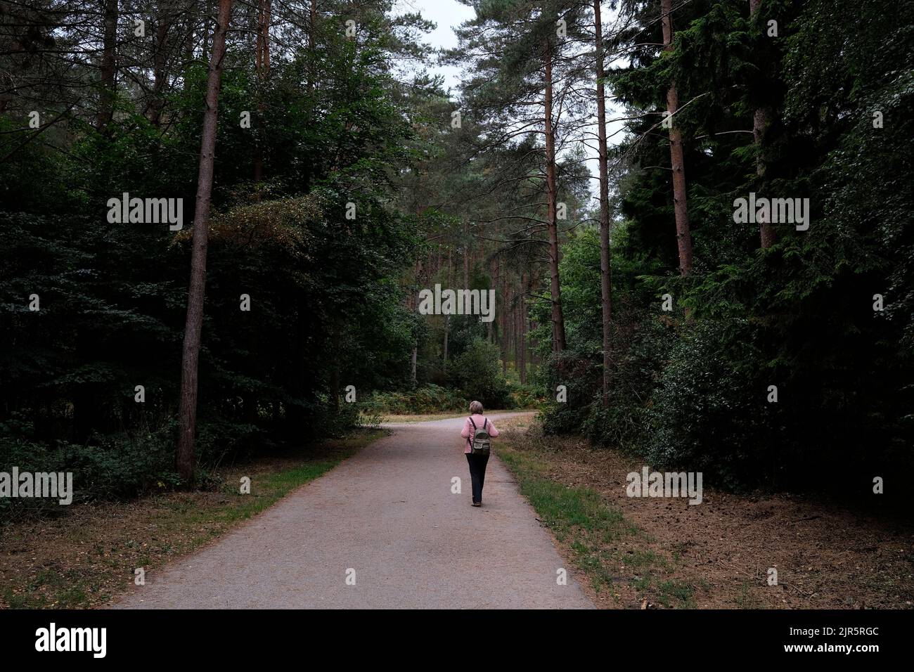 bourne Woods, The Forestry commission, farnham, surrey, großbritannien, august 2022 Stockfoto