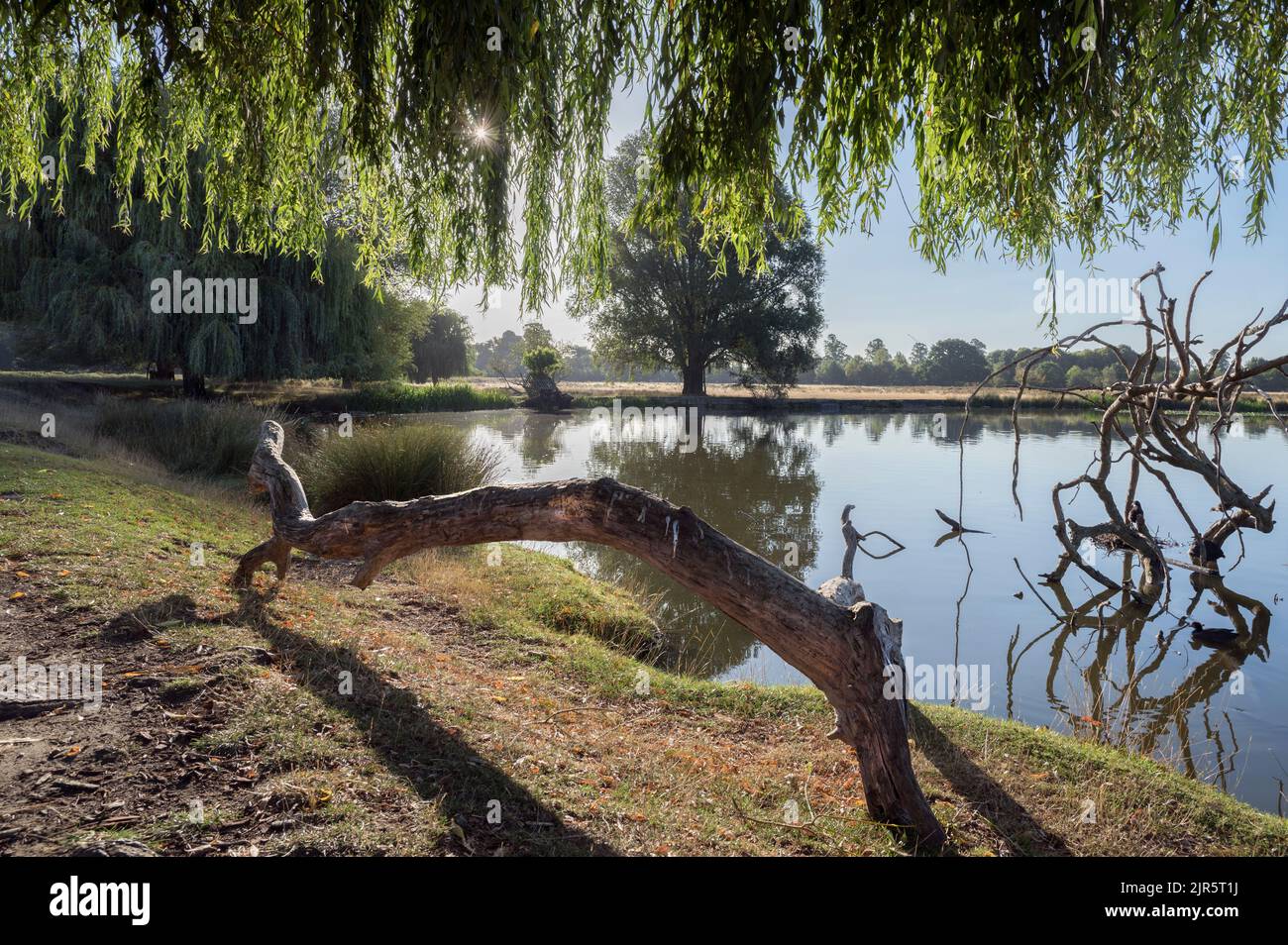 Natürlicher Sitz aus gefallener Holzplatte Stockfoto