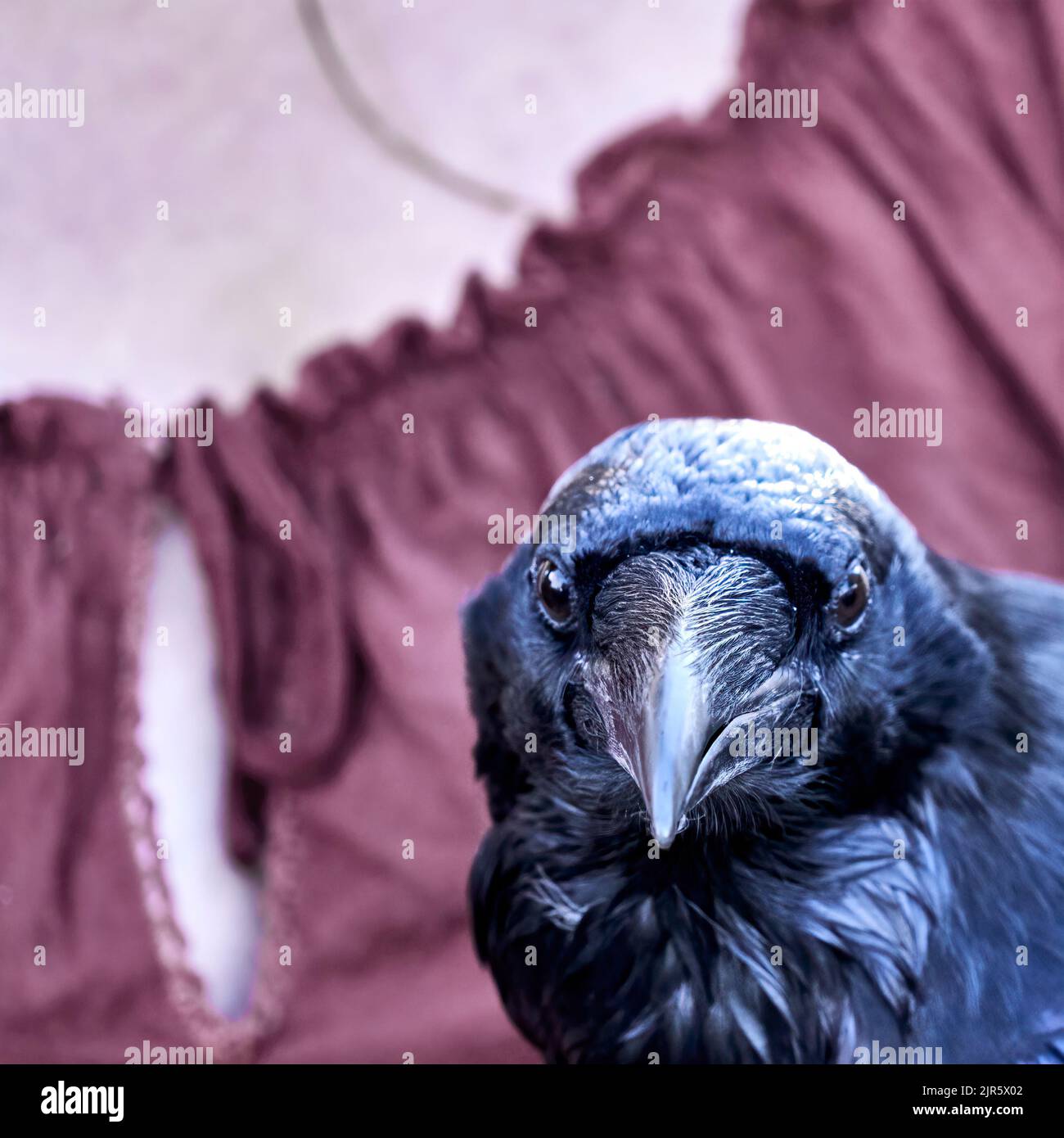 Frontales Porträt eines großen schwarzen Raben, Corvus Corax, Makro Stockfoto