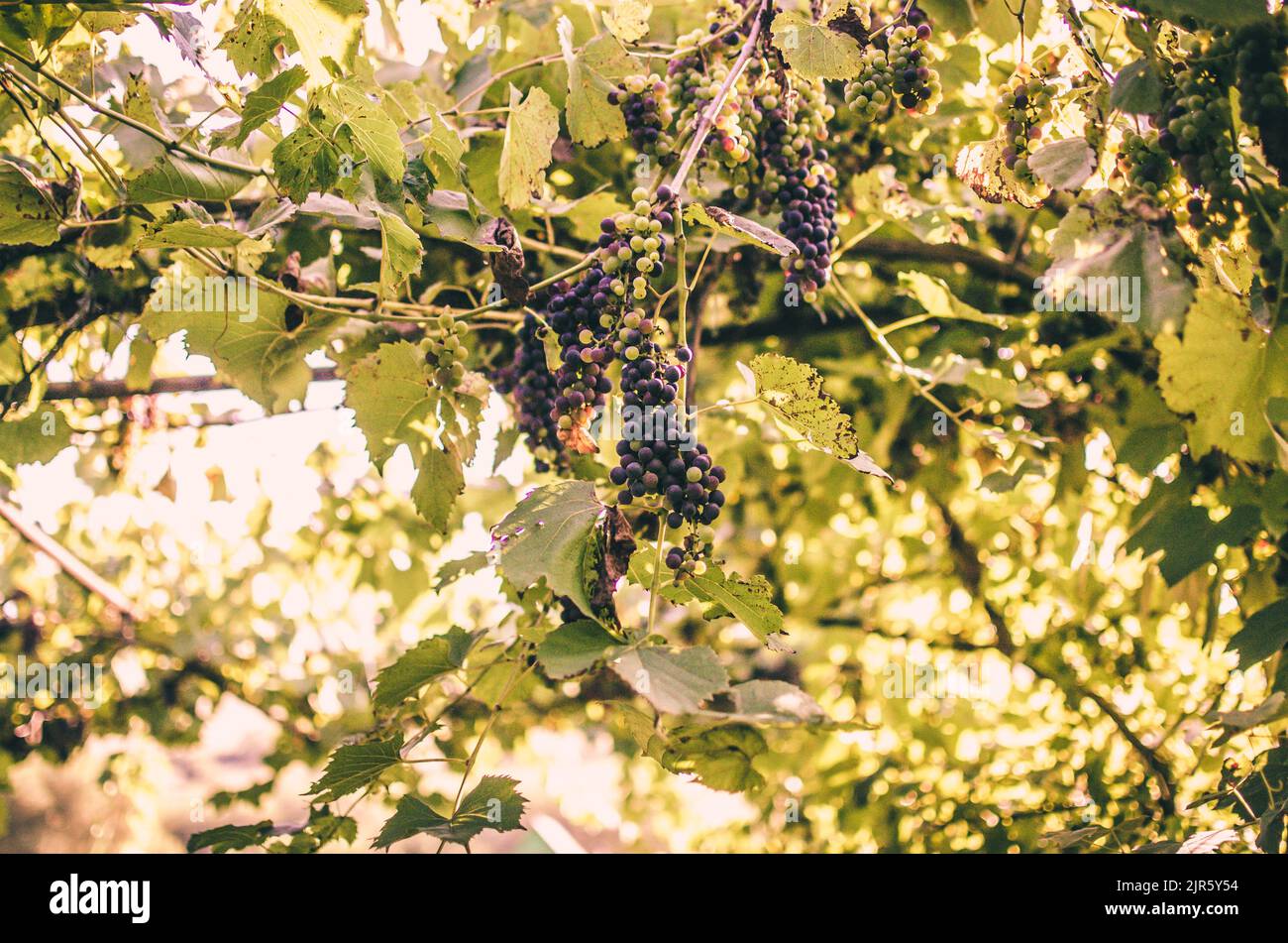 Weinberge bei Sonnenschein während der Herbsternte. Reife Trauben im Herbst in Siebenbürgen. Stockfoto