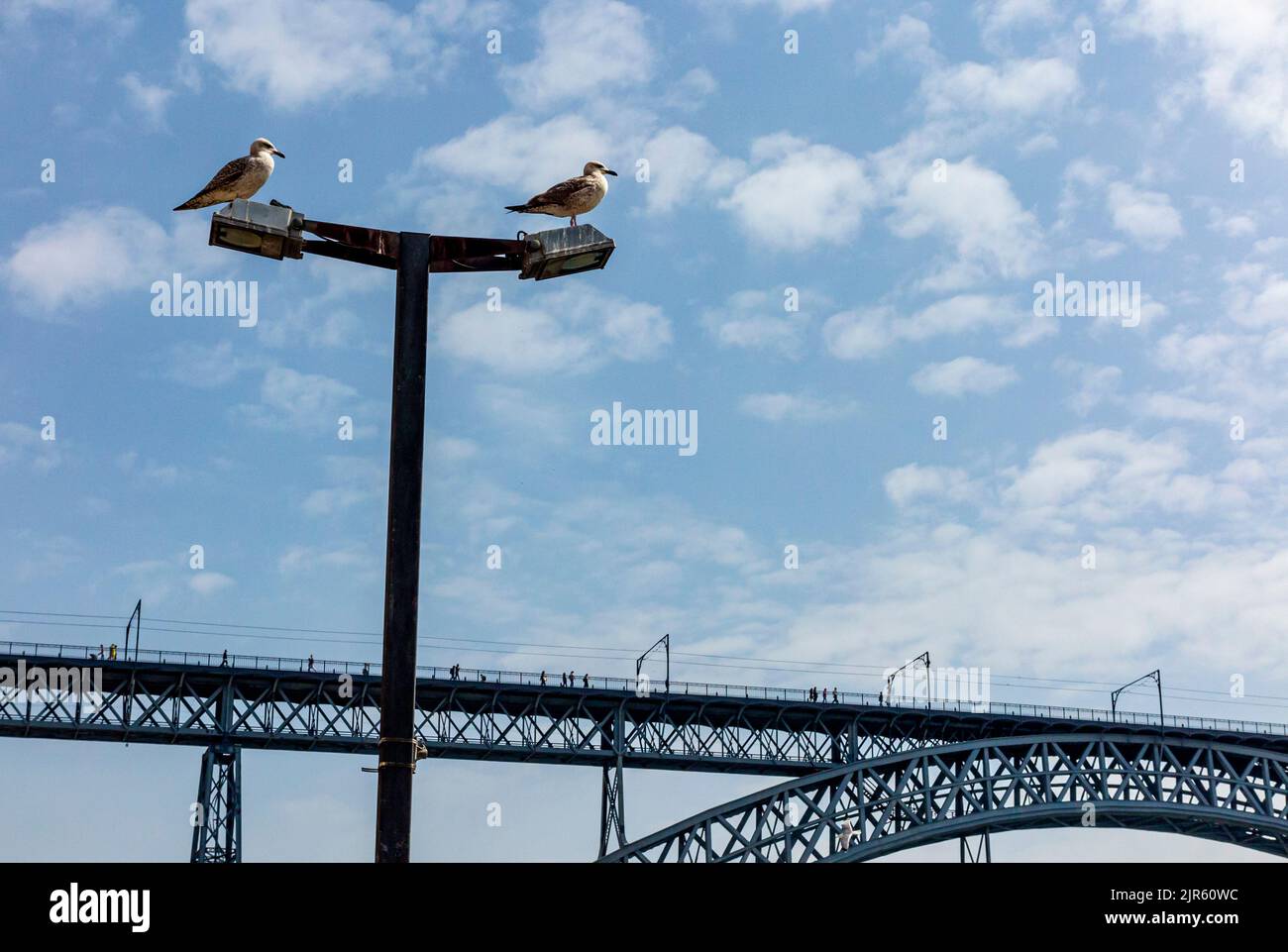 Möwen auf einem Laternenpfosten in der Nähe der Brücke Pont Luiz 1 über den Fluss Douro Porto Portugal, die von Theophile Seyrig, einem Partner von Gustave Eiffel, entworfen wurde Stockfoto