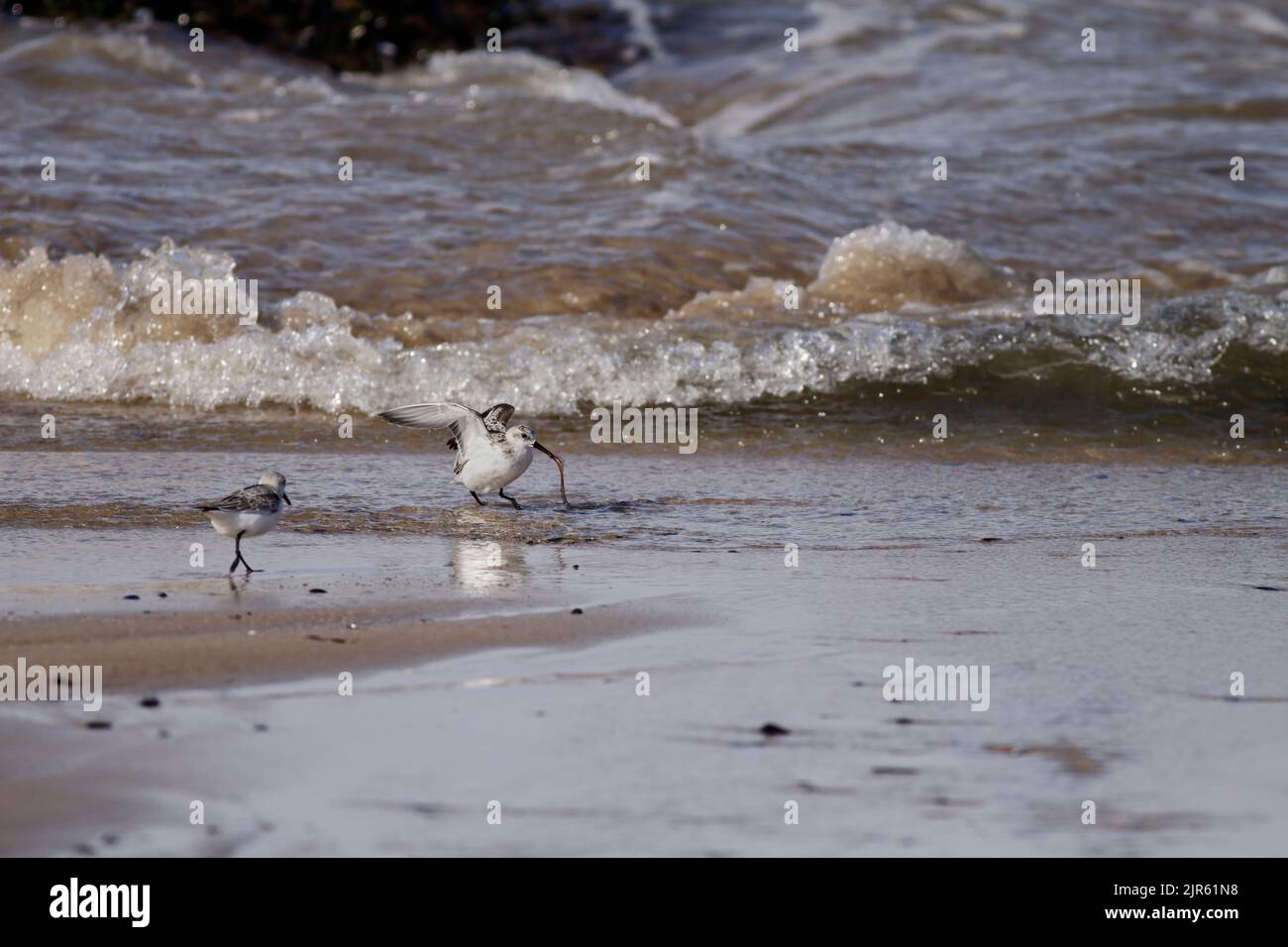 Sanderling, der bei Ebbe Meereswurm von einem nordeuropäischen Strand frisst. Stockfoto