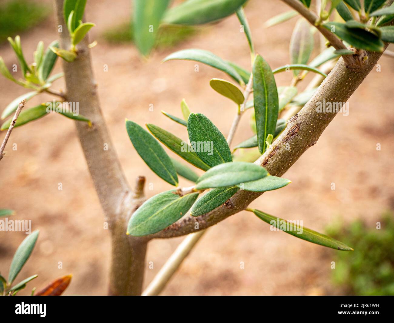 Bio-Olivenblätter im Sommer. Konzept der Nachhaltigkeit Stockfoto