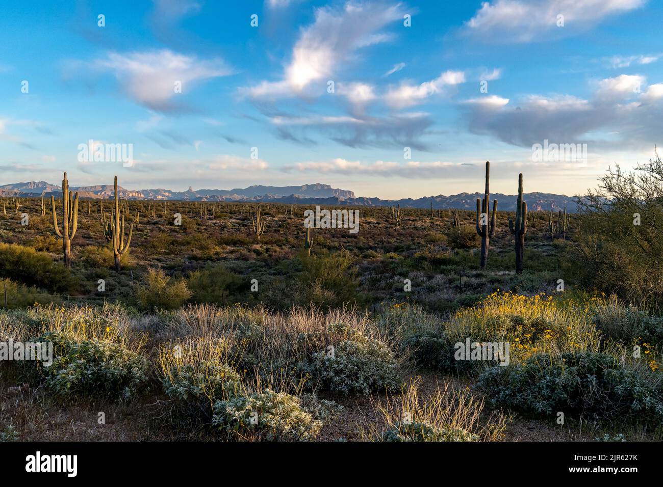 Blick vom Four Peaks Wilderness Area (Tonto National Forest) in Richtung Superstition Mountains mit Weavers Needle deutlich sichtbar. Stockfoto