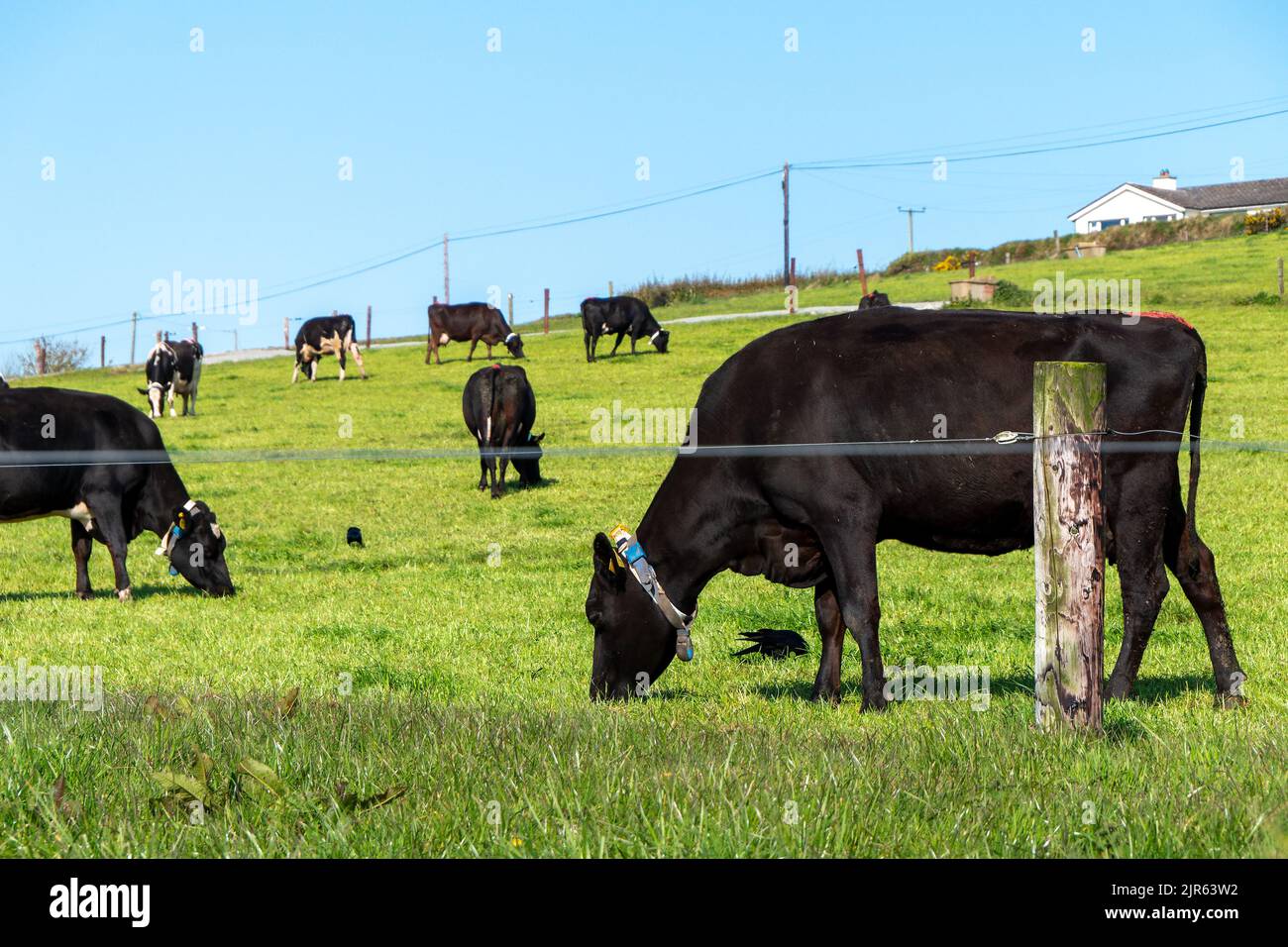 Eine Kuh auf einer eingezäunten grünen Wiese. Blauer Himmel und warmes Wetter. Tiere auf dem Bauernhof. Landwirtschaftliche Landschaft, Kuh auf grünem Grasfeld. Stockfoto