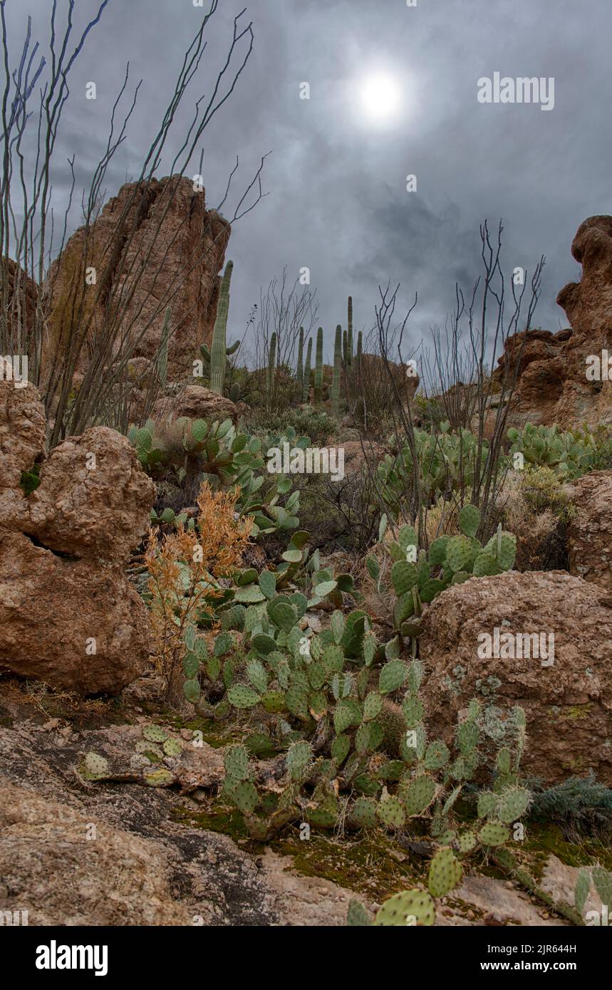 Wunderschöne Wüstenlandschaft mit Kakteen-Vegetation im Aberglauben, Arizona Stockfoto