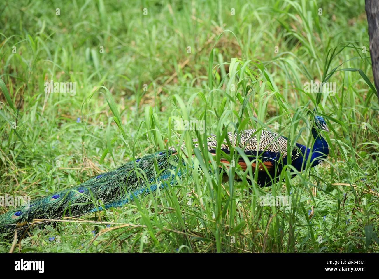 Indischer Pfau steht auf Gras im Zoo von Neu Delhi, Indien. Stockfoto