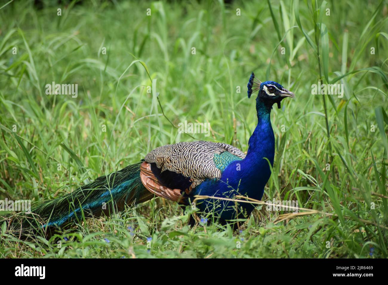 Indischer Pfau steht auf Gras im Zoo von Neu Delhi, Indien. Stockfoto