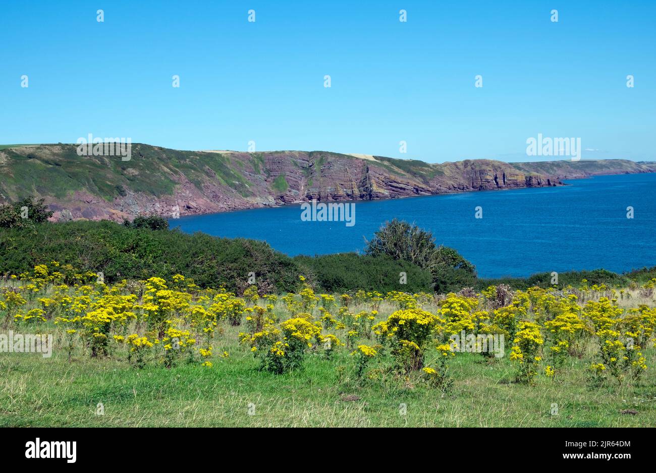 Blick auf die gelbe Ragweed wächst entlang der Küste und Blick auf die Küste in Stackpole in der Nähe Barafundle Bay im Sommer Pembrokeshire Wales UK KATHY DEWITT Stockfoto