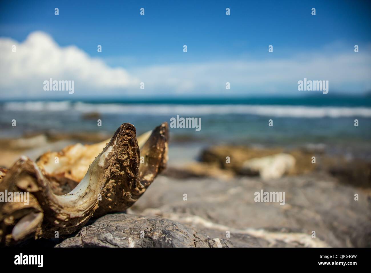 Muscheln am Meer, Aceh, Indonesien. Stockfoto