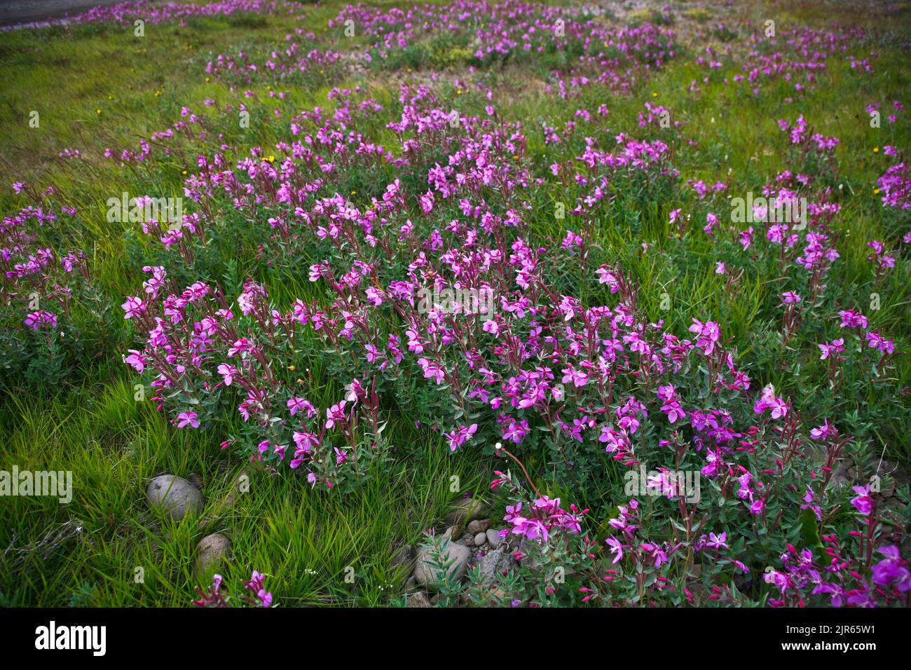 Bunte Zwergfeuerweed, Epilobium latifolium, Riverbeauty, Tundra Plants, Island, Natur arktische Wildblumen isoliert, Europa Stockfoto