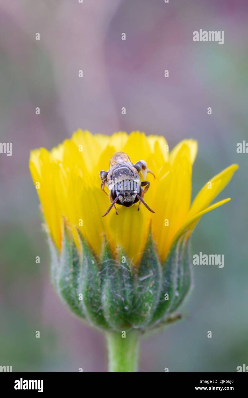 Eine Biene, die auf Einer Blume sitzt Stockfoto
