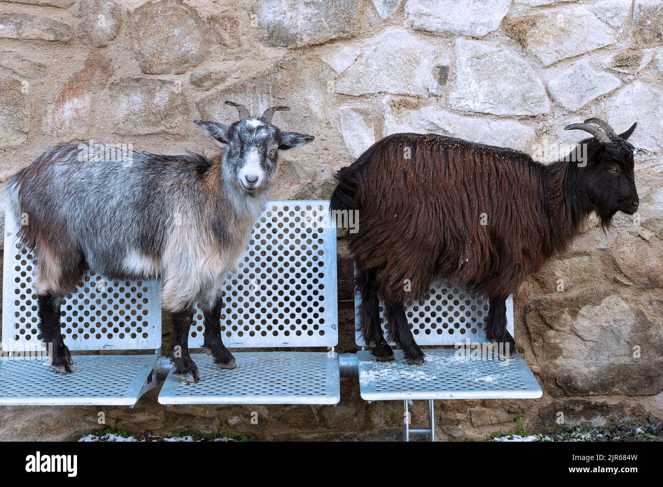 Niedliche Ziegen auf einer metallischen Bank; Tiere von einem nahegelegenen Bauernhof Stockfoto