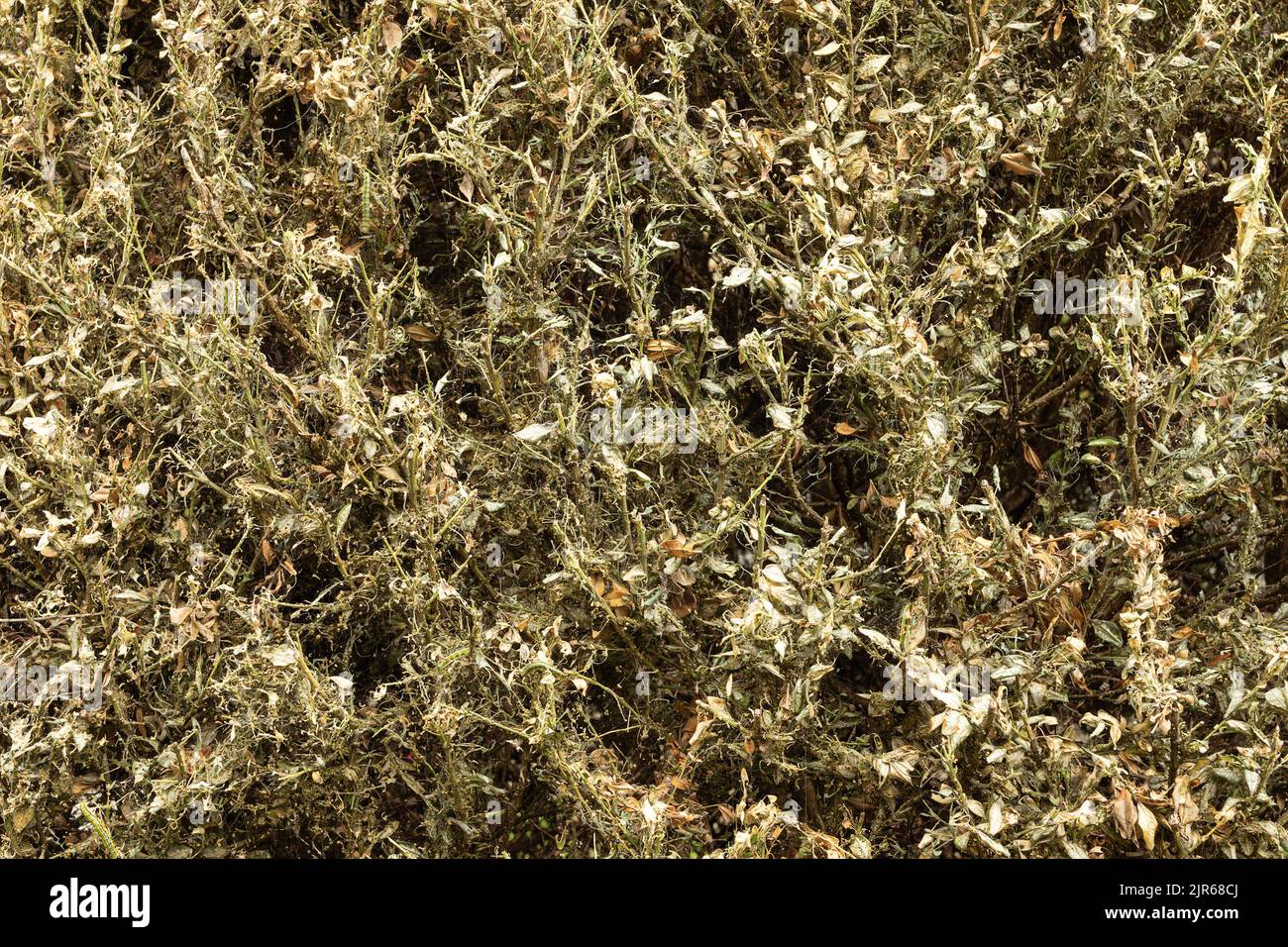 Schäden durch Larven der Baummotten auf Laub ( Cydalima perspectalis ), Hintergrund der zerstörten Pflanze Stockfoto