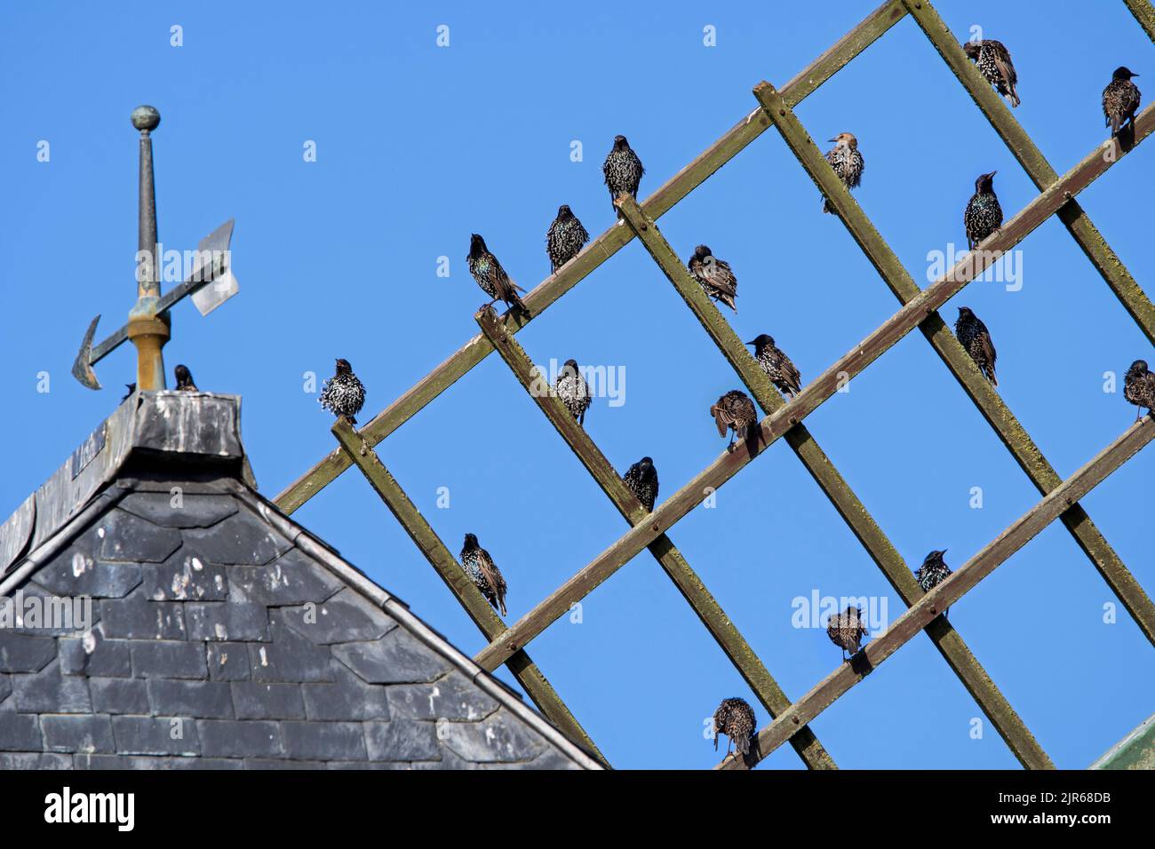 Gewöhnliche Stare / Europäische Stare (Sturnus vulgaris) Herde sammeln sich und thront auf Holzgitter Rahmen der Windmühle Segel vor der Migration Stockfoto