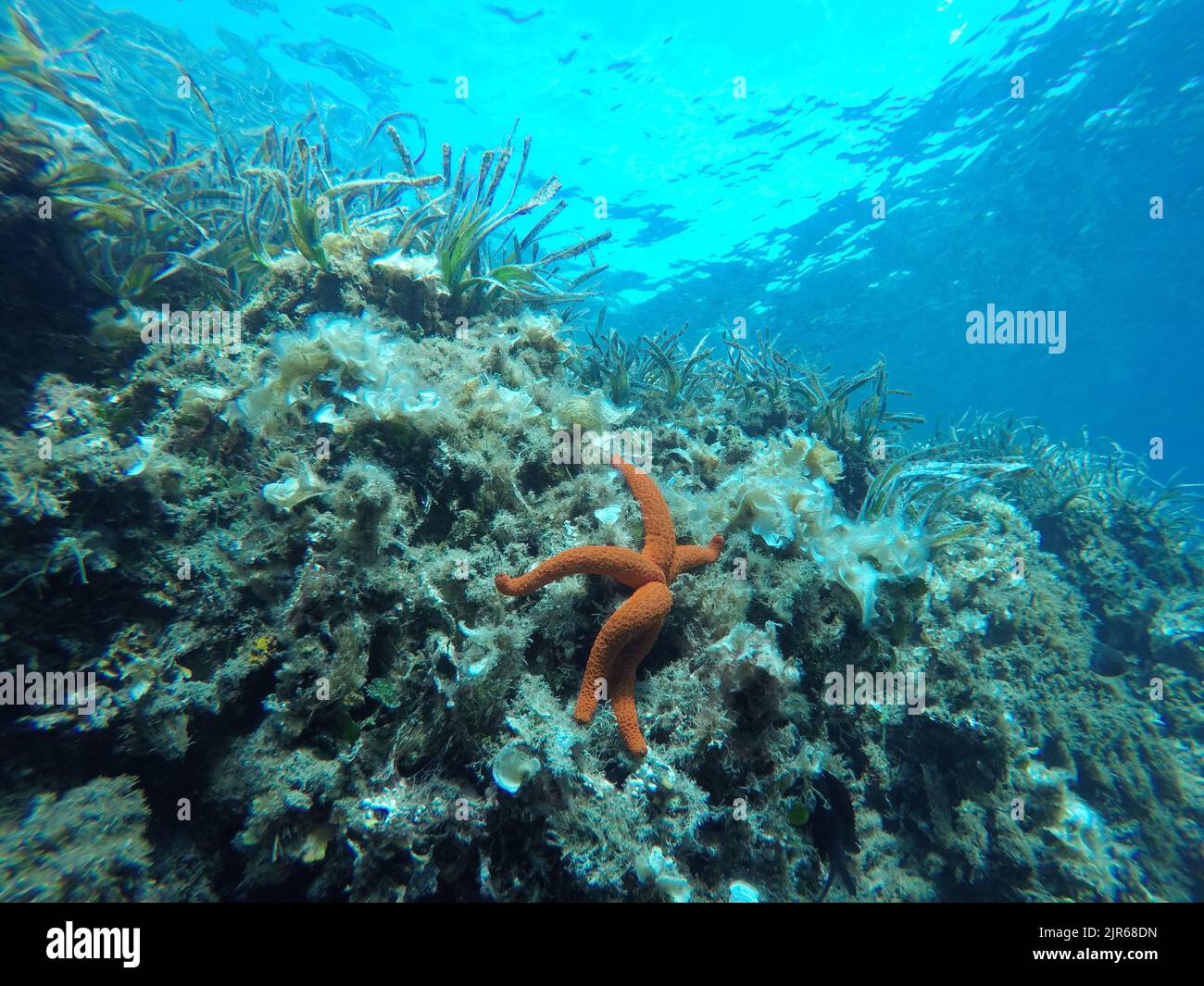 Unterwasserlandschaft des Mittelmeers Stockfoto