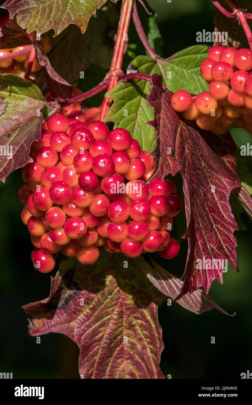 Wacholderrose (Viburnum opulus), Nahaufnahme von roten Beeren/Früchten und gedrehten Blättern, die Herbstfarben zeigen, aufgrund längerer Dürre/Hitzewelle im Sommer Stockfoto