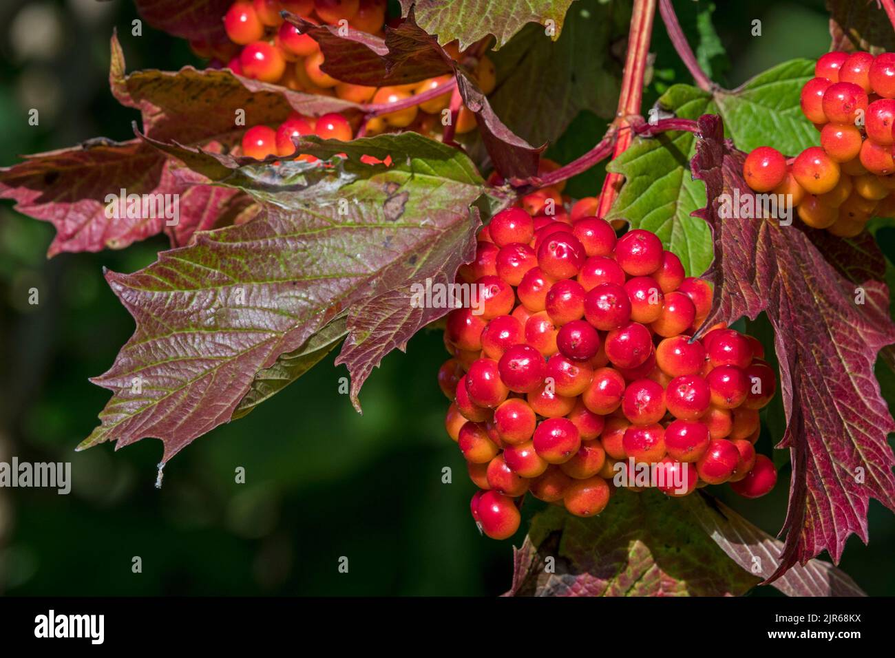 Wacholderrose (Viburnum opulus), Nahaufnahme von roten Beeren/Früchten und gedrehten Blättern, die Herbstfarben zeigen, aufgrund längerer Dürre/Hitzewelle im Sommer Stockfoto