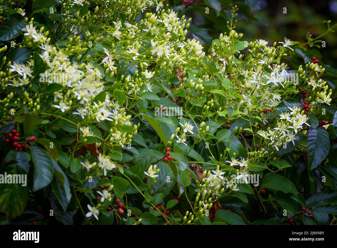 Wilde Clematis blüht herausragendes mit wilden Stechbeeren im Nordosten von Tennessee Stockfoto