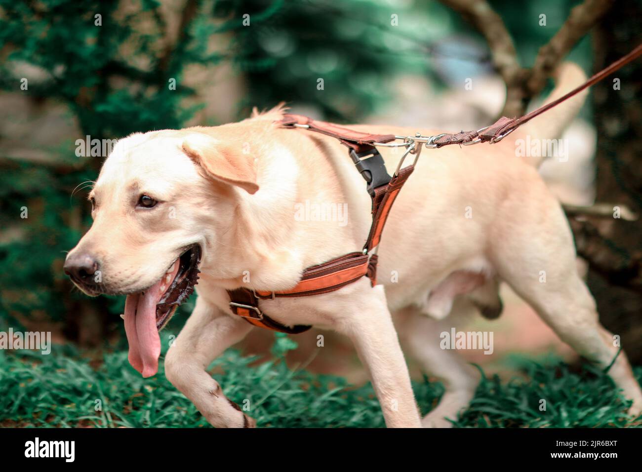 Die Hundefotografie ist eigentlich gar nicht so schwierig, wenn man erst einmal versteht, wie man seinem pelzigen besten Freund vor der Kamera das Gefühl geben kann, sich wohl zu fühlen Stockfoto