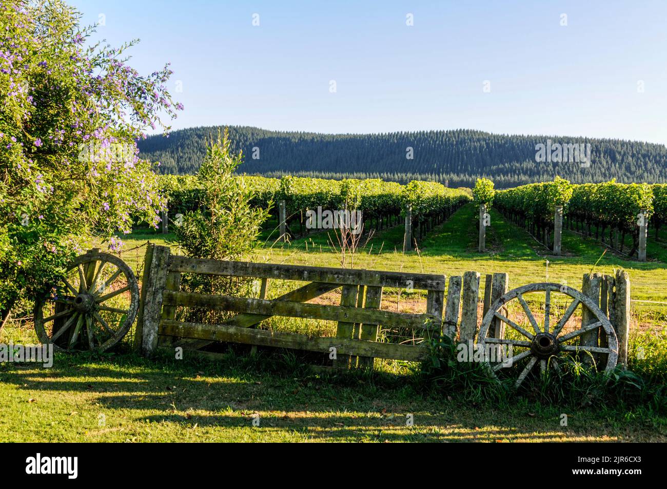 Ein roter Weingarten in Bay View, Hawkes Bay in der Nähe von Napier auf der Nordinsel Neuseelands Stockfoto