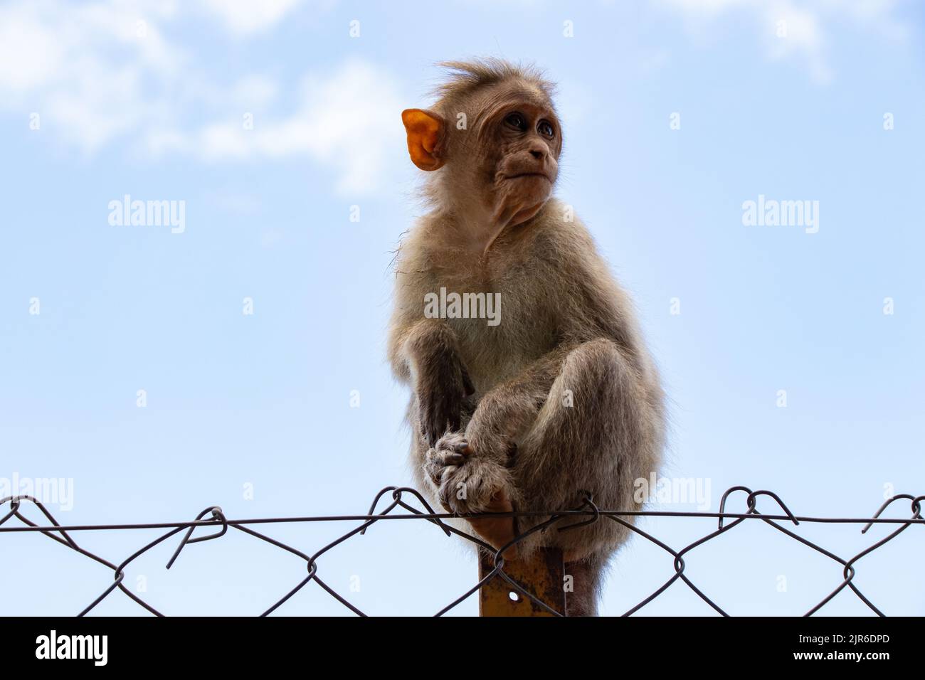 Ein Bonnet-Makak, eine Art von Makaken, die in Südindien auf dem Hintergrund eines Drahtzauens mit blauem Himmel gefunden wurde Stockfoto
