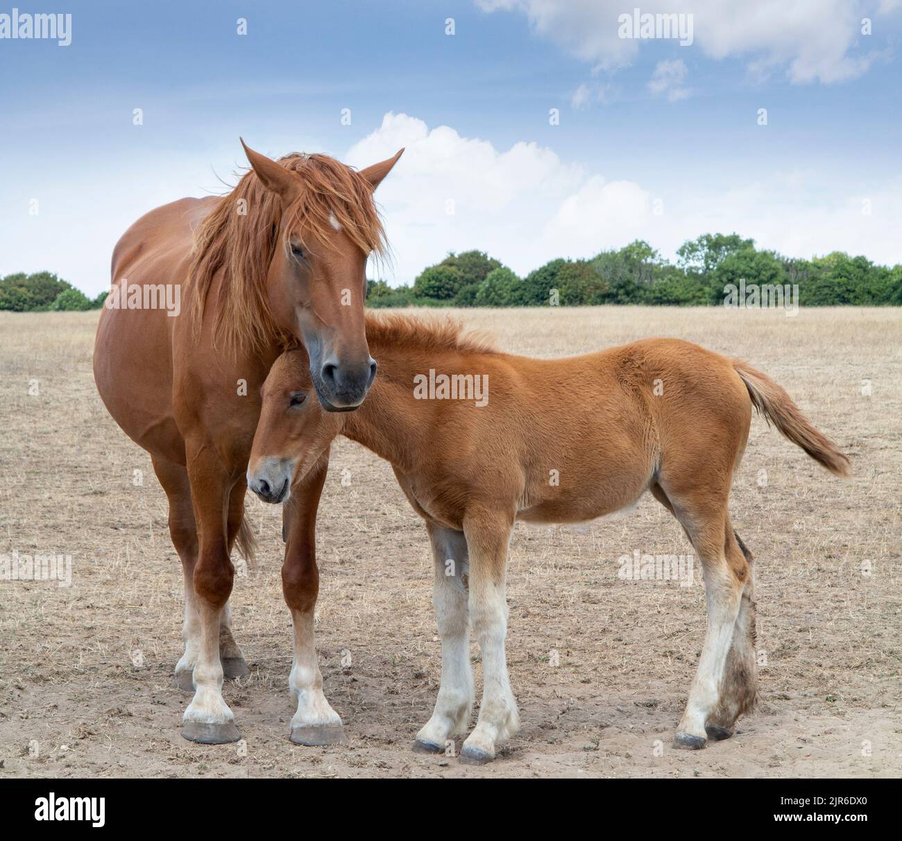 Suffolk Punch Mare und Fohlen stehen auf einem Feld mit braunem, trockenem Gras Stockfoto