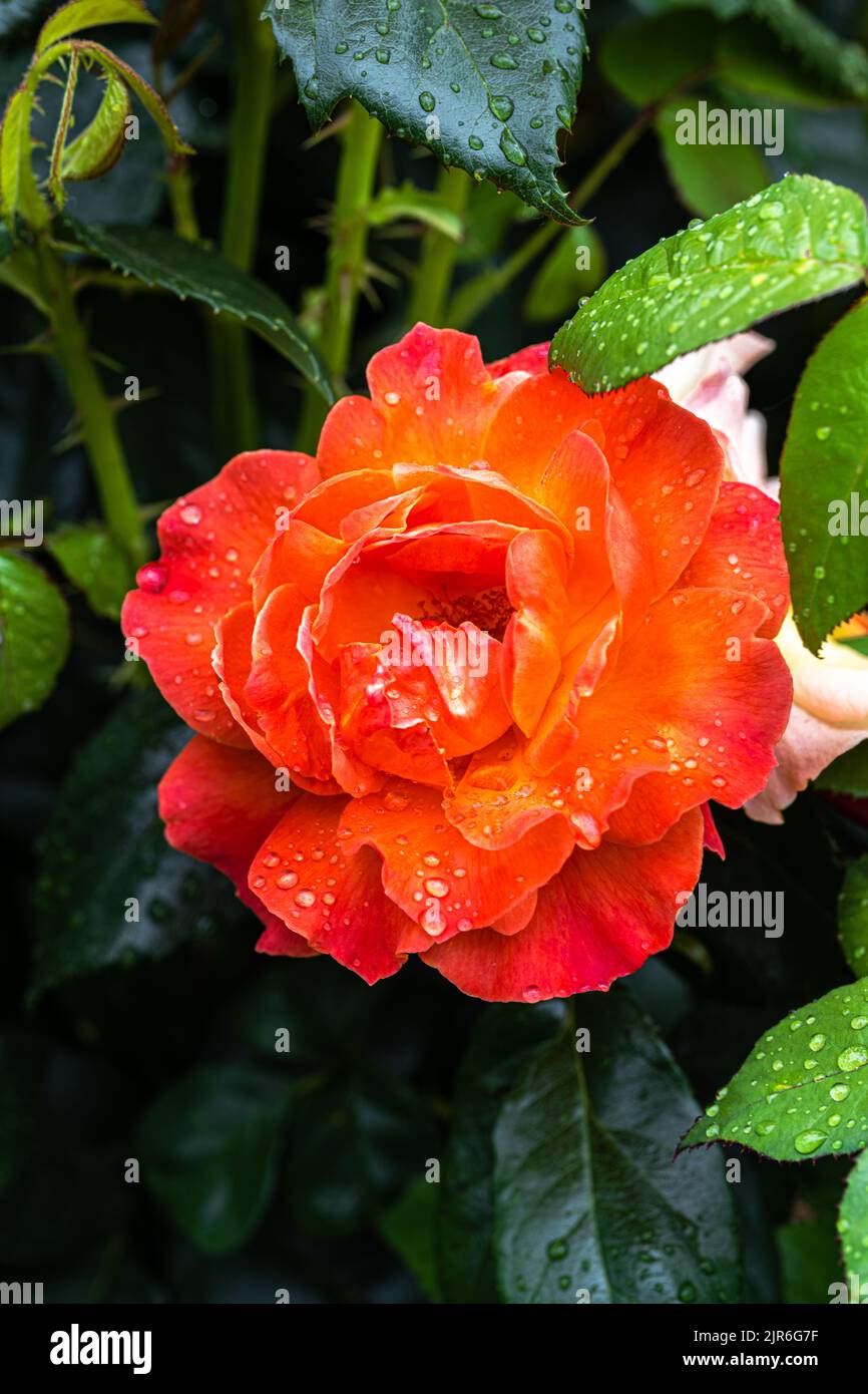 Blühende ‘Livin’ Easy’ Floribunda Rose Stockfoto