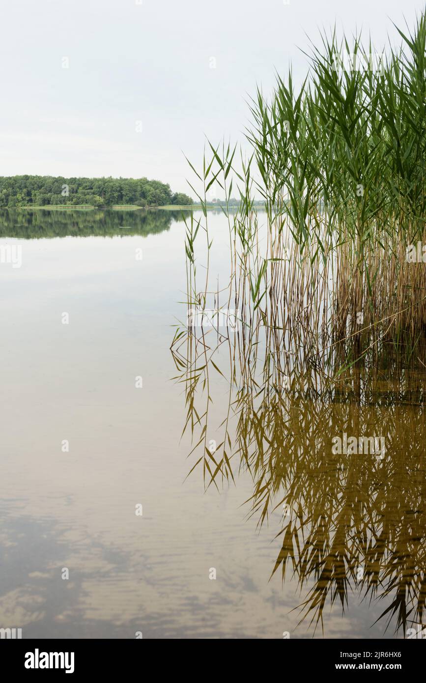 Pastorallandschaft mit Bäumen und Sträuchern am Ufer des Sees in Weißrussland Stockfoto