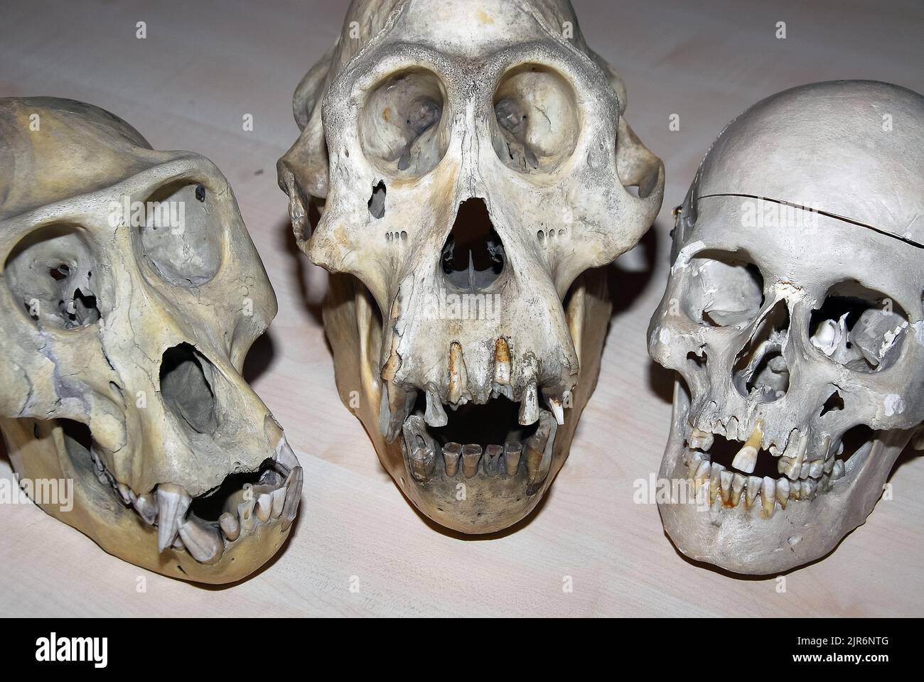 Schädel (von links nach rechts), Sumatra-Orang-Utan, westlicher Tieflandgorilla, Mensch Stockfoto