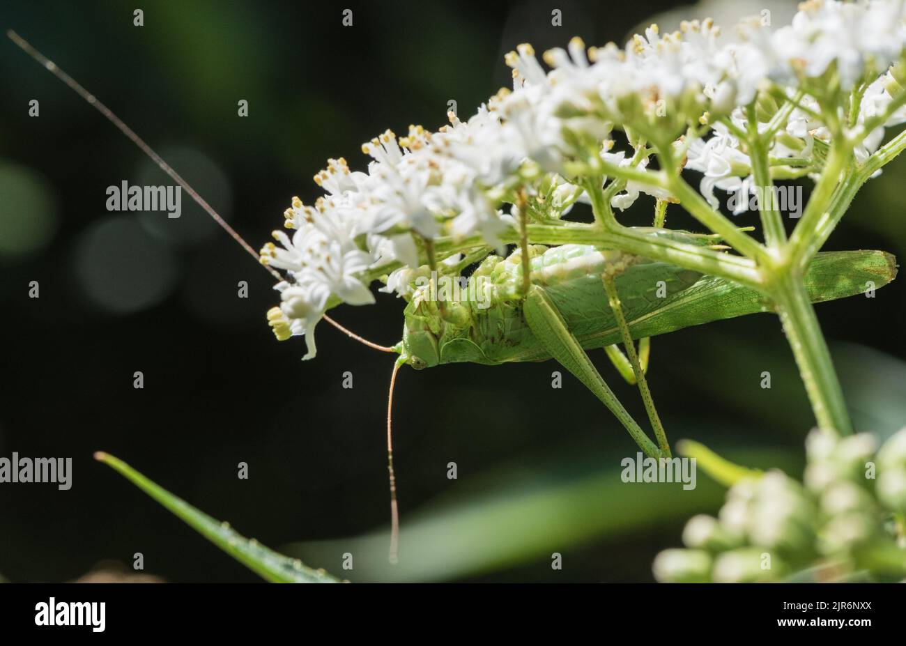 Große grüne Bush Cricket (Tettigonia Viridissima) Stockfoto
