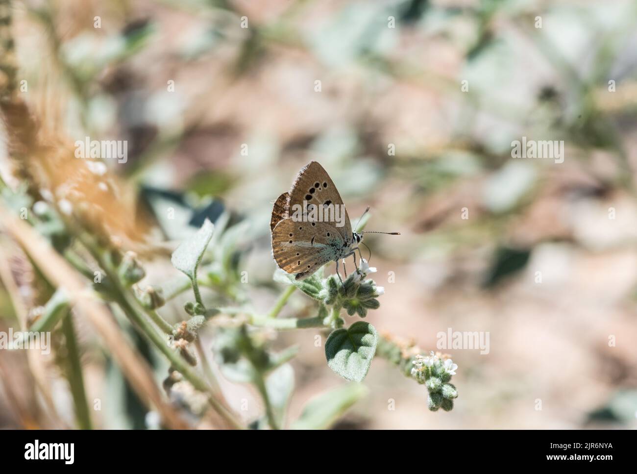 Ein anomaler Blau, der türkische endemische Hi Blue (Polyommatus merhaba). Merhaba ist der Türke für Hallo oder wie wir vielleicht zu jemandem sagen würden „Hallo“ Stockfoto