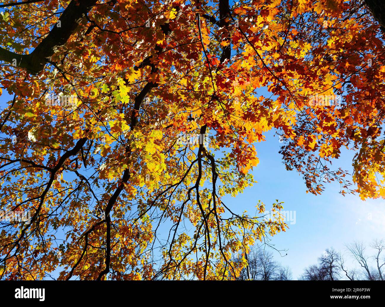 Wechselnde Blätter auf einer großen Eiche nehmen wunderschöne Farben an, während die Sonne in der Herbstsaison durch das Laub strömt. Stockfoto