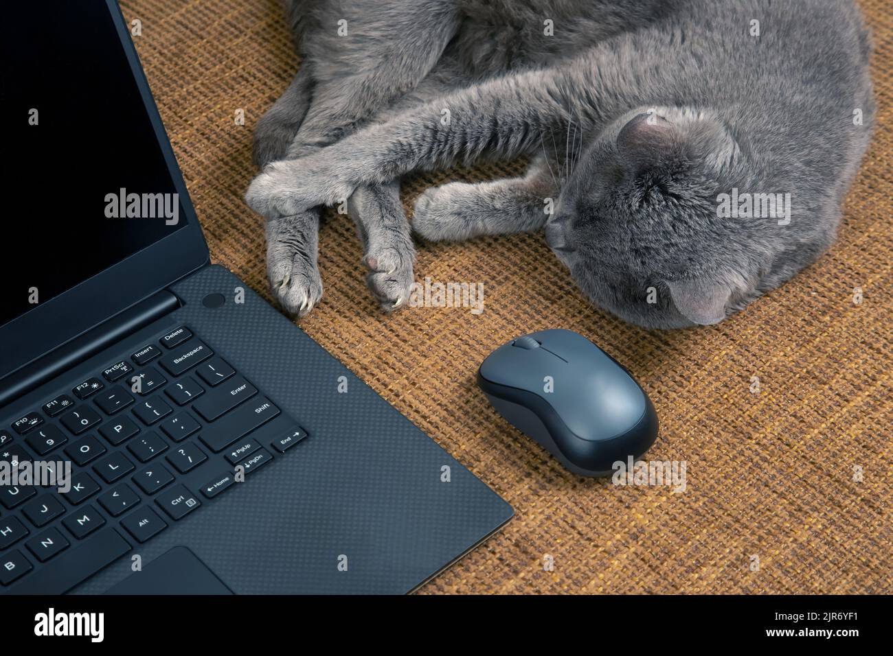Graue Katze ruht auf einem Sofa in der Nähe eines Laptops und einer Computermaus Stockfoto