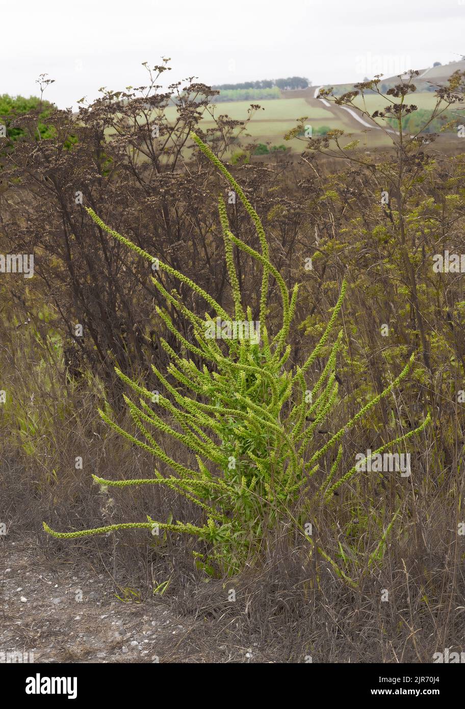 Nahaufnahme von Reseda luteola, Weld, Dyers Greenweed, Dyers Rocket oder Gelbweed Stockfoto