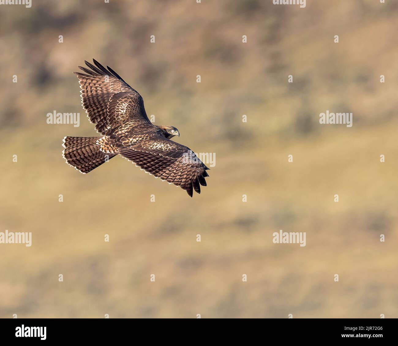 Ein Red-tailed Hawk steigt auf Stockfoto