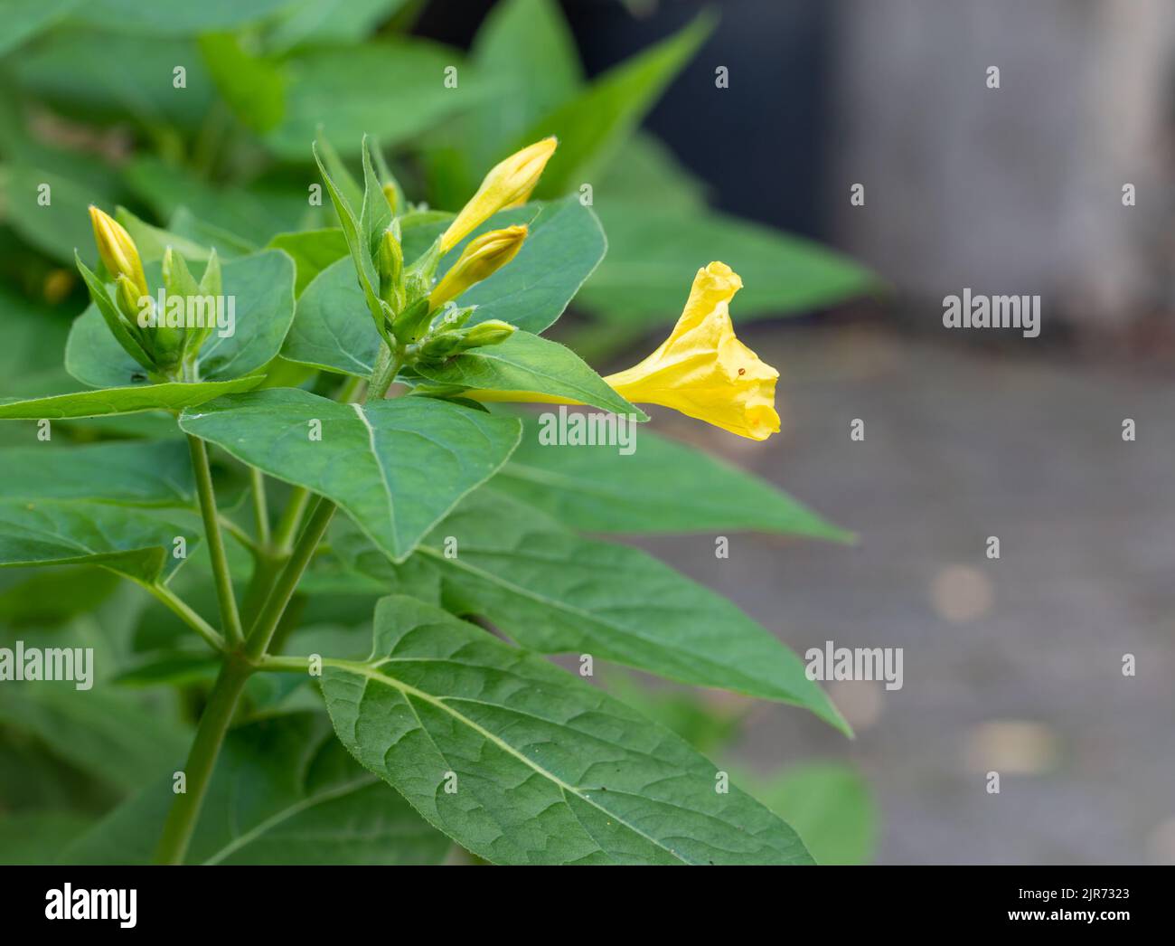 Gelbe Variante von Mirabilis jalapa, auch bekannt als Wunder von Peru, blühend Stockfoto