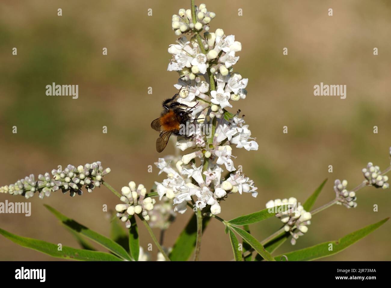 Gemeine Carderbiene (Bombus pascuorum), Familie Apidae. Auf einer Blüte von Chasteberry, Abrahams Balsam, lila Chastetree, Mönchspfeffer (Vitex agnus castus Stockfoto