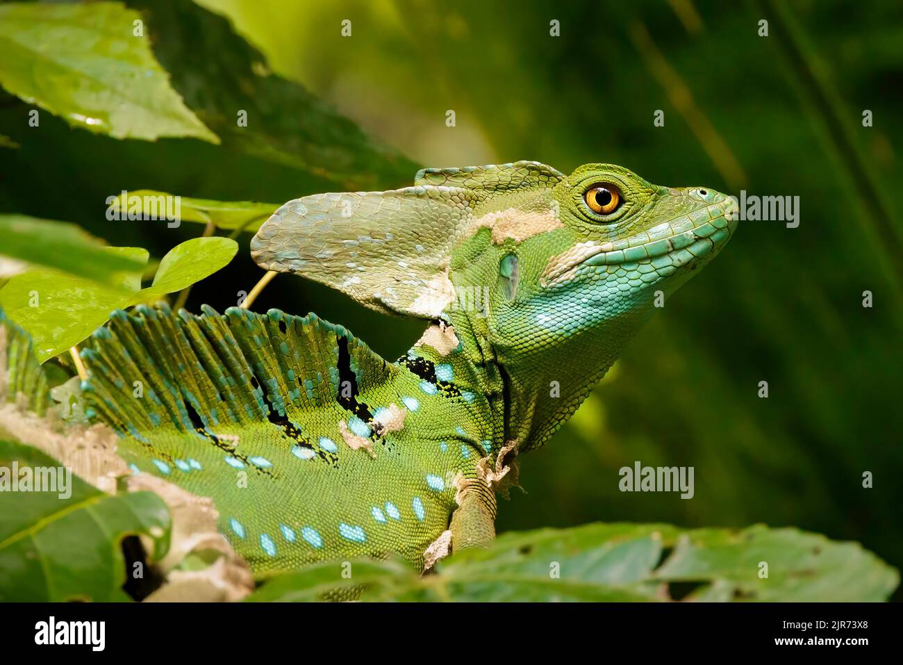 Schlaue gemeine Basilisk, auch Jesus-Christ-Eidechse genannt, die in der Tortuguero National Park Mangrove, Costa Rica, ruht. Stockfoto