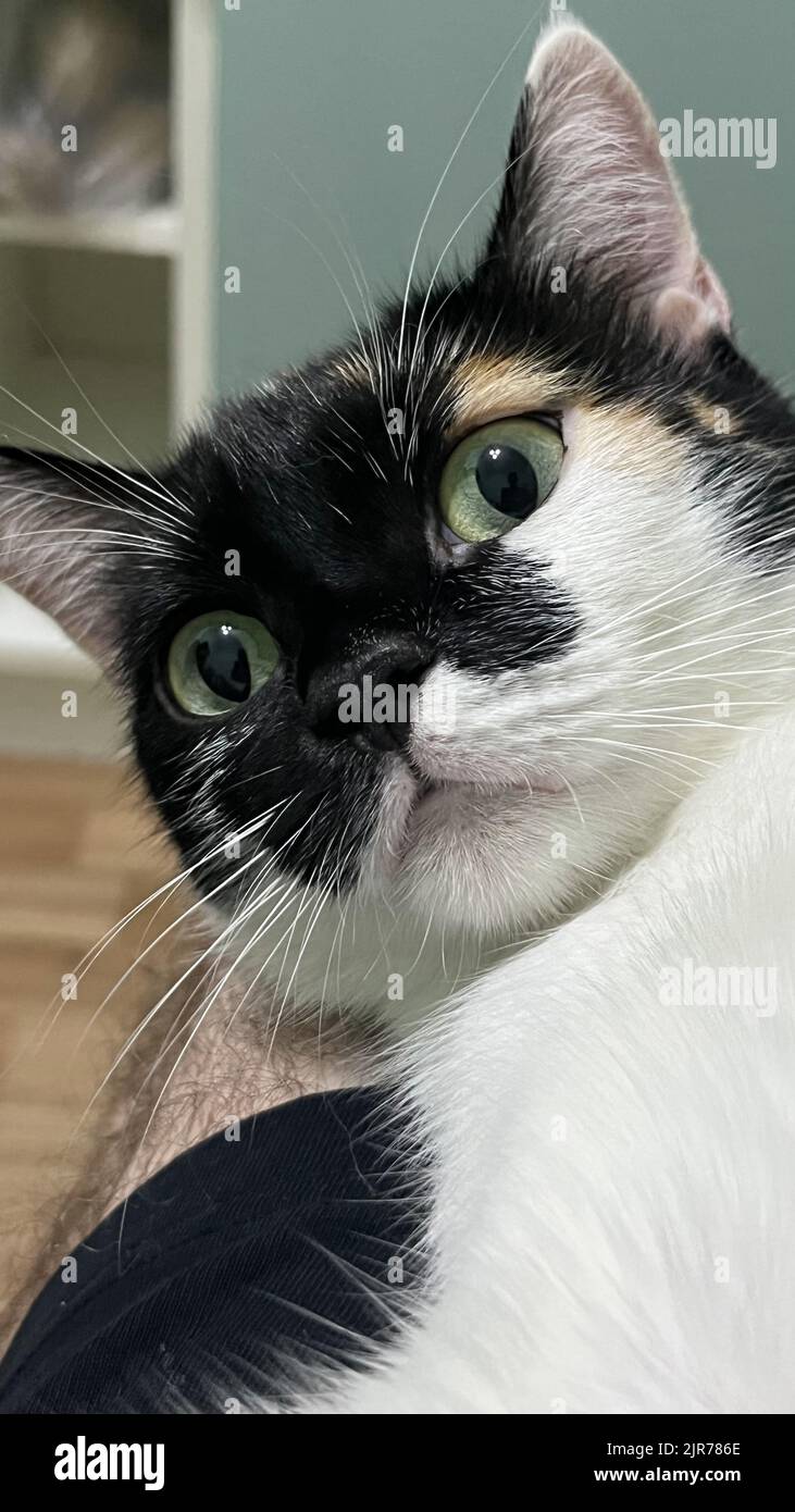 Bunte Katze mit großen gelben Augen aus der Nähe Stockfoto