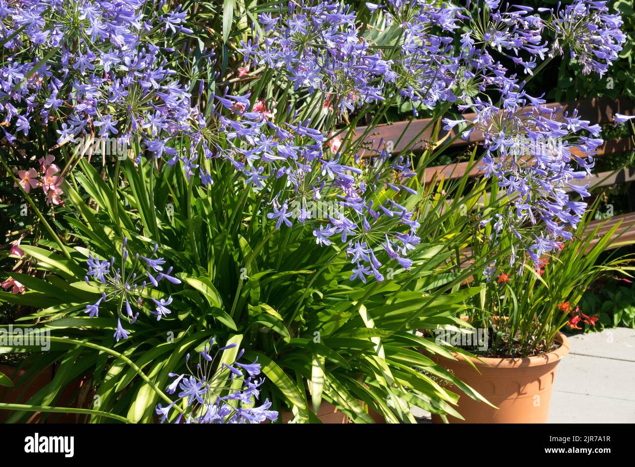 Afrikanische Lilie, Agapanthus, Nillilie, Pflanze, Afrikanische Blaue Lilie, Blumen, Topf, Innenhof, Garten Stockfoto