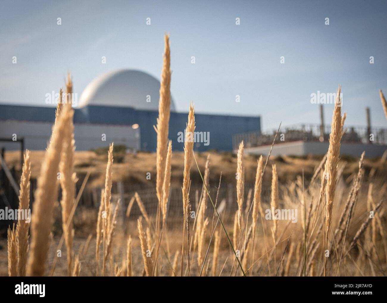 Weizen am Strand vor dem Kernkraftwerk Sizewell B an der Küste von Suffolk, England, Großbritannien. Stockfoto