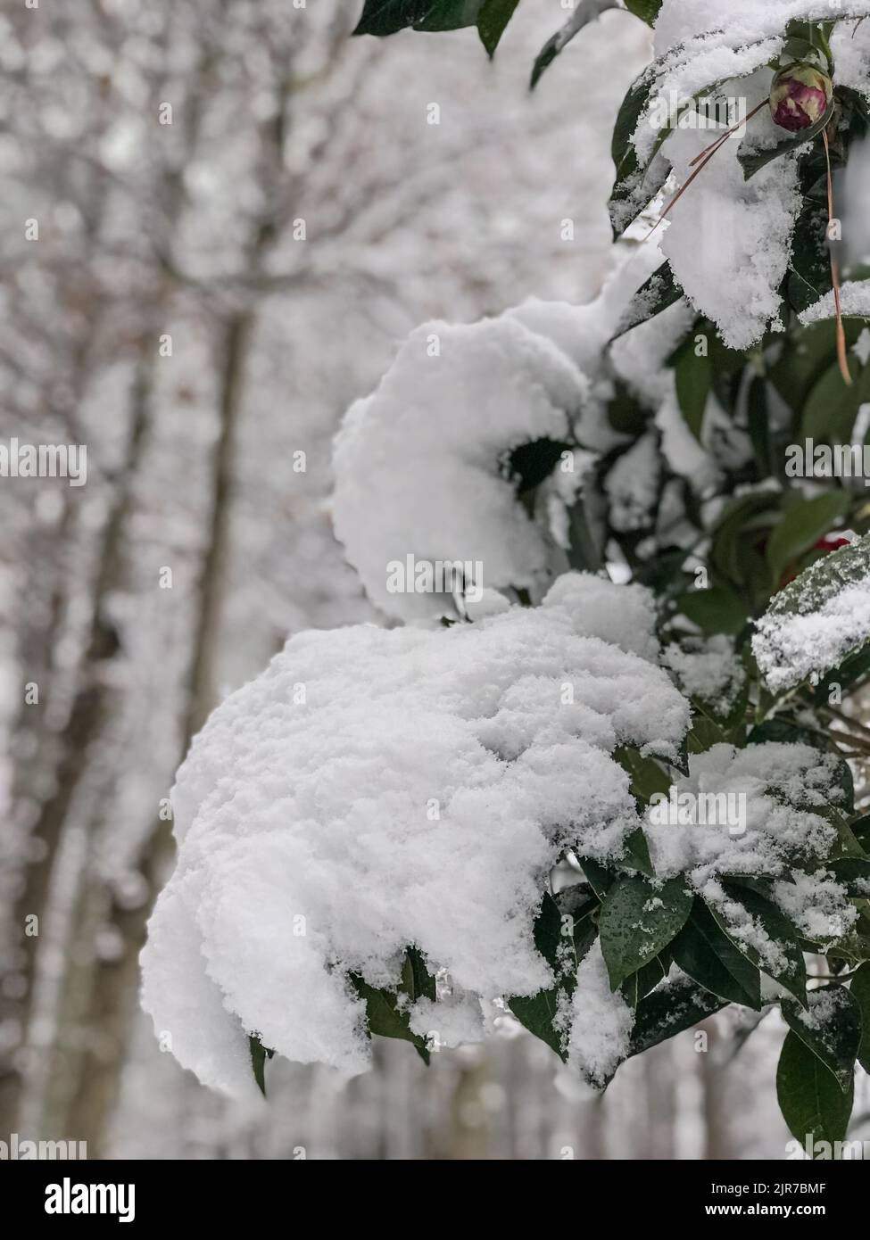 Frischer Schnee klammert sich an Ästen und Buschblättern im seltenen Metro Atlanta Schneesturm. Stockfoto