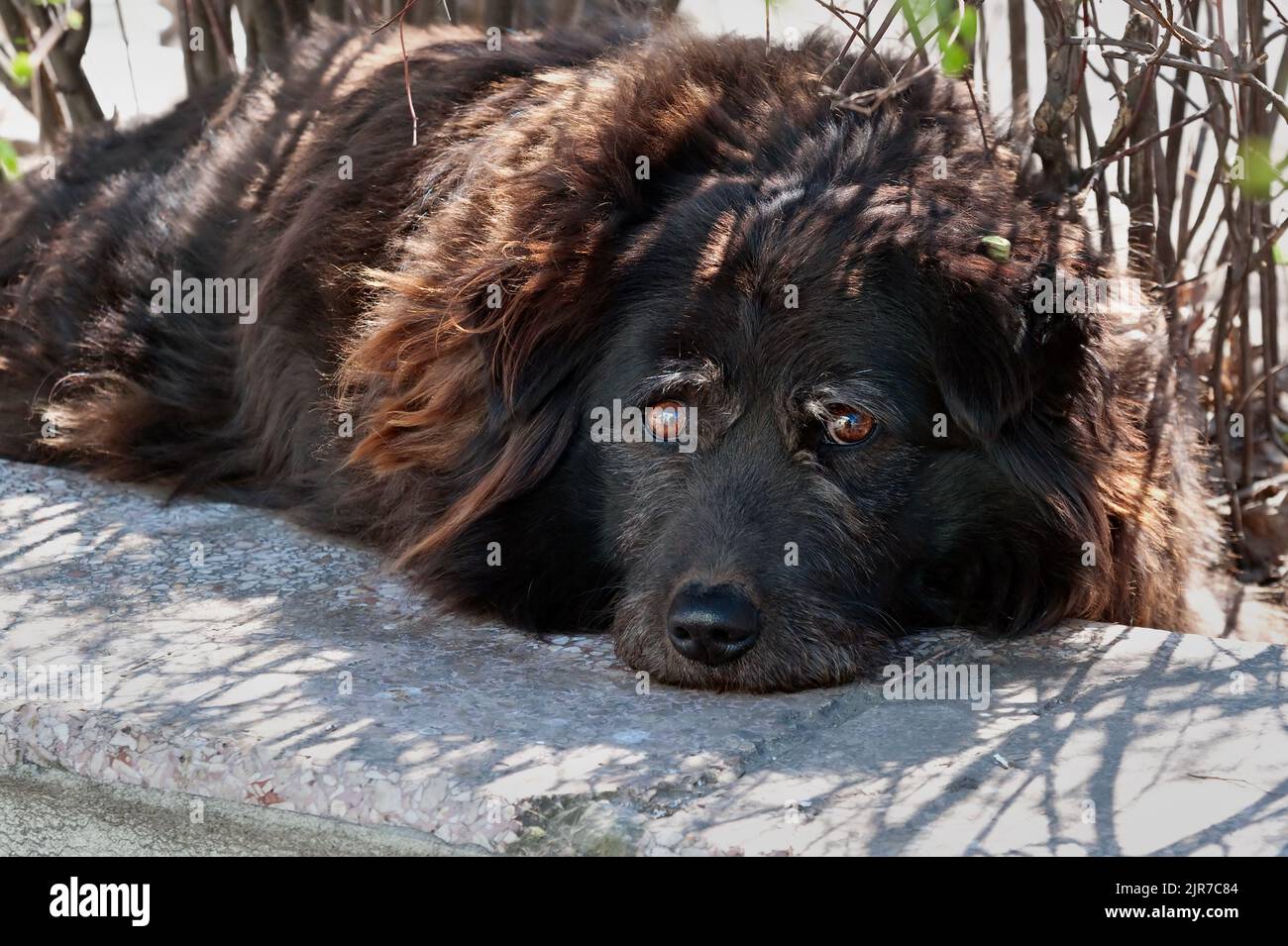 Erbärmlicher, trauriger, freizügiger Hund Stockfoto