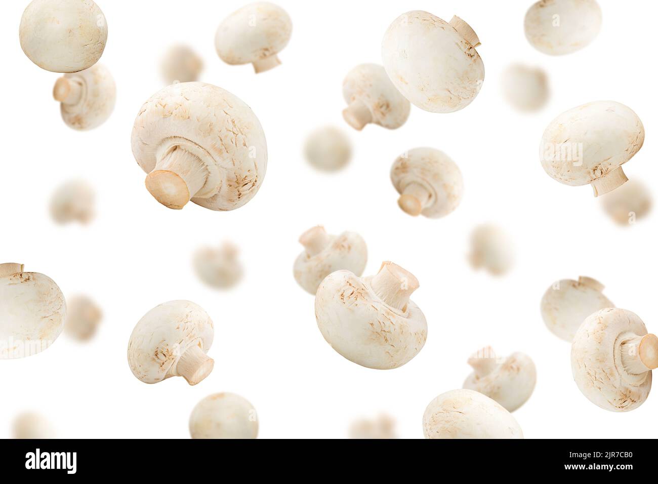 Fallender Pilz, Champignon, isoliert auf weißem Hintergrund, selektiver Fokus Stockfoto