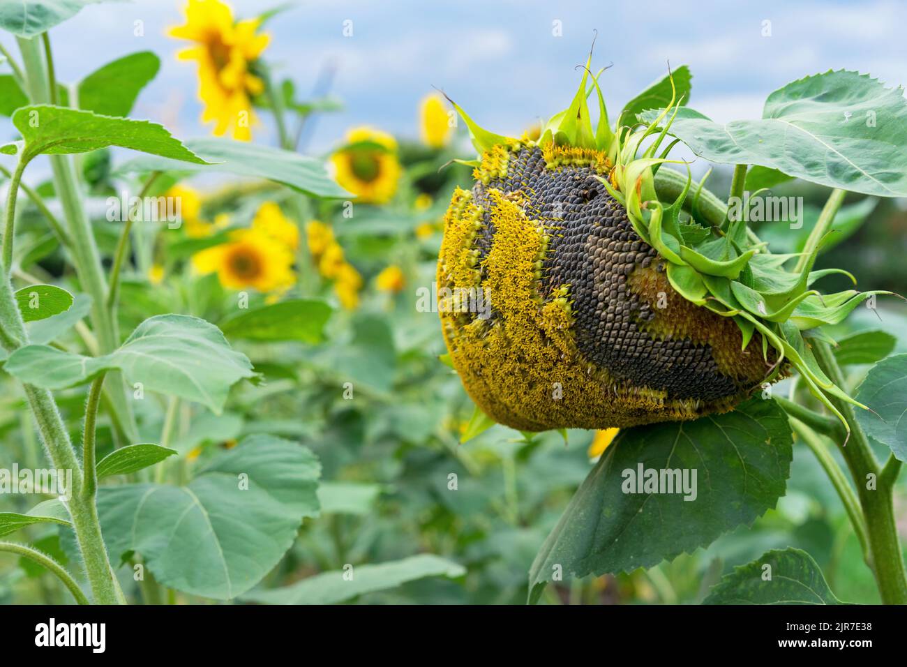 Sonnenblume mit reifen Samen. Herbsternte der Sonnenblumen. Stockfoto