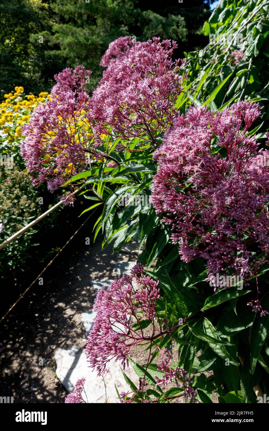 Joe Pye Weed¨Eutrochium Blumen, die sich im Garten über den Pfad biegen Hochsommerpflanzen Stockfoto