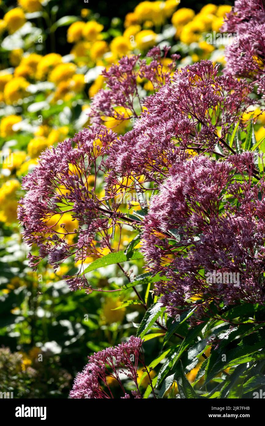Sweet Joe Pye Weed, hohe Pflanzen, Lila gelb, Garten, Rand, Sommer, krautig, überwuchert Garten Stockfoto