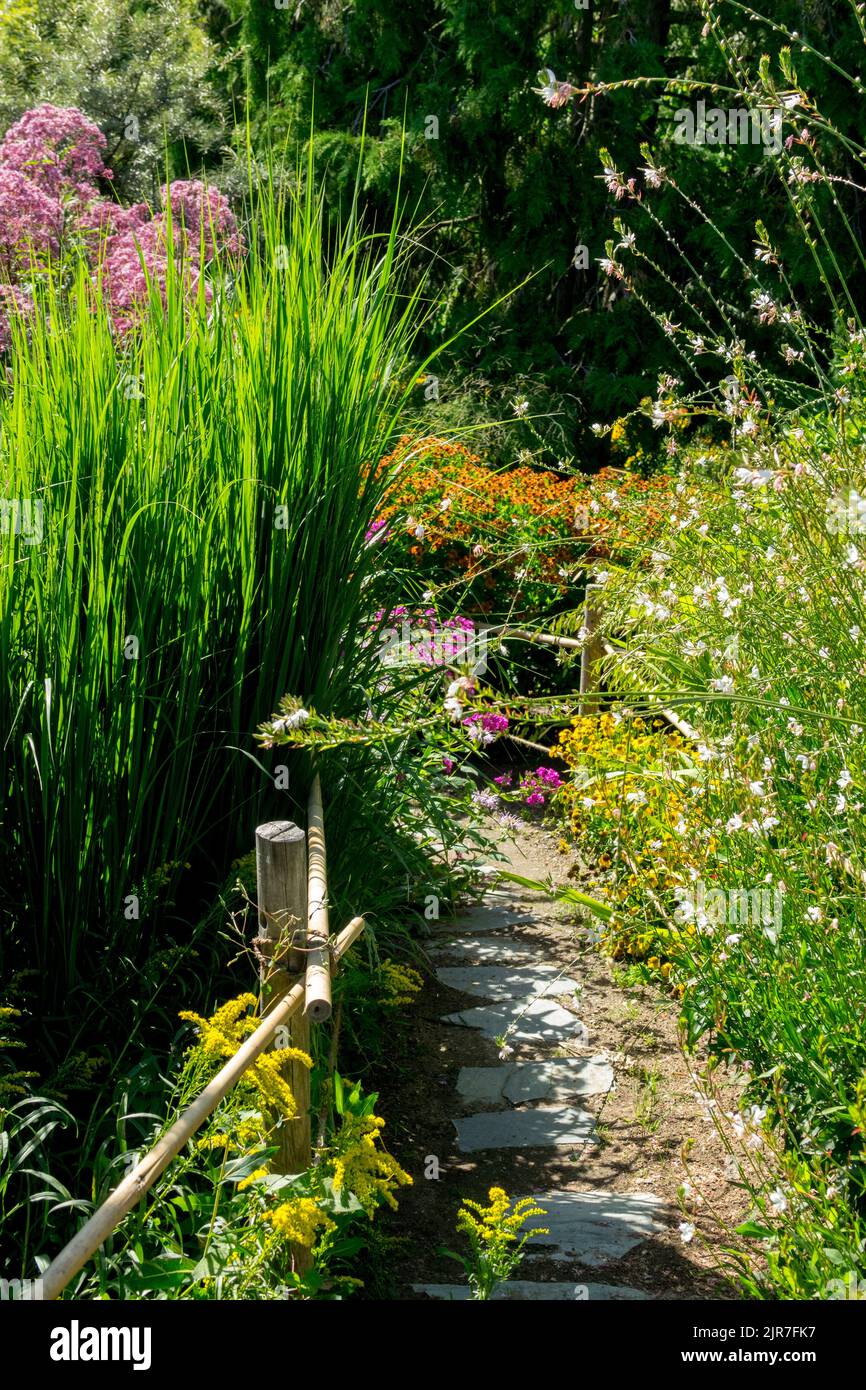 Schmaler Pfad Garten hohe Pfade im Garten Grasgrenze Gaura Helenium Joe Pye Weed Schönheit des Sommergartens lange Gräser Stockfoto